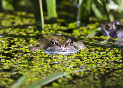 Close-up of crocodile