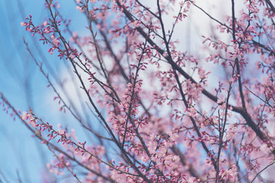 Low angle view of cherry blossoms in spring