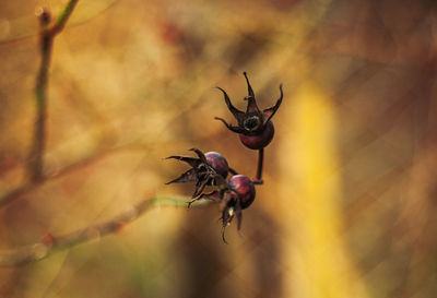 Close-up of wilted plant