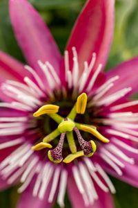 Close-up of pink flower