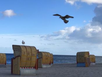 Seagull flying over beach