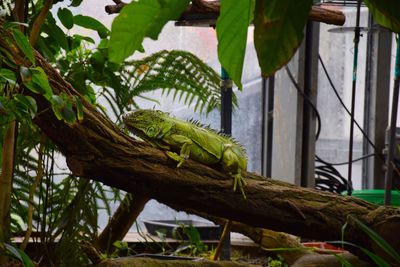 Close-up of lizard on tree