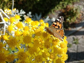 Close-up of butterfly on yellow flowers