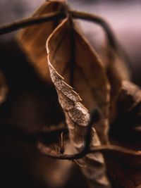 Close-up of dry leaf on tree