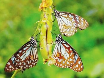 Butterfly perching on flower