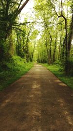 Road amidst trees in forest