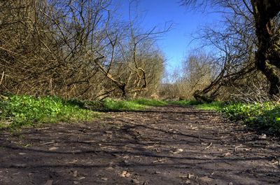 Footpath amidst bare trees on field against sky