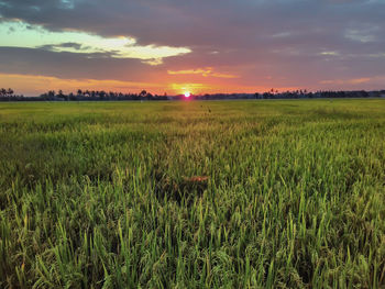 Scenic view of field against sky during sunset