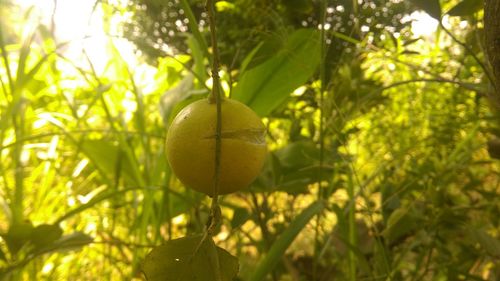 Close-up of fruits hanging on tree