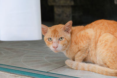 Close-up portrait of a cat