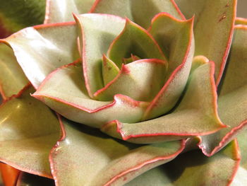 Close-up of succulent plant