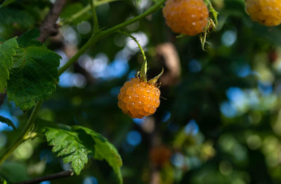 Yellow ripe raspberries on a bush in the forest. natural summer background.