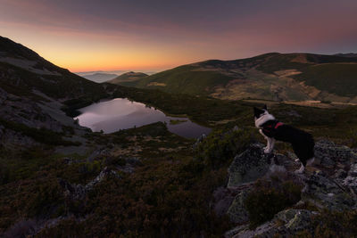 Dog standing on landscape against sky during sunset