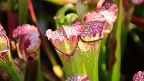 Close-up of pink flowering plant