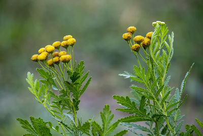 Close-up of yellow flowering plant