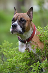 Close-up of dog looking away