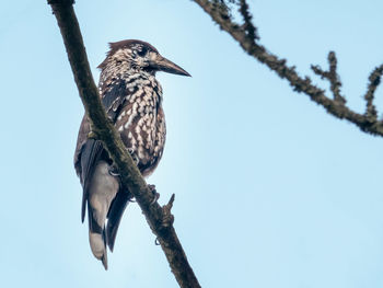 Low angle view of nutcracker bird perching on branch against sky