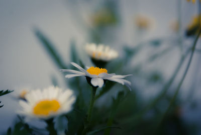 Close-up of white flowers blooming outdoors