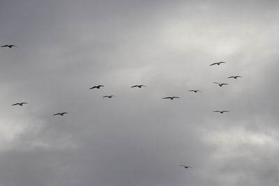 Low angle view of birds flying in sky