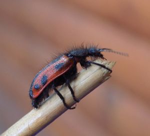 Close-up of insect