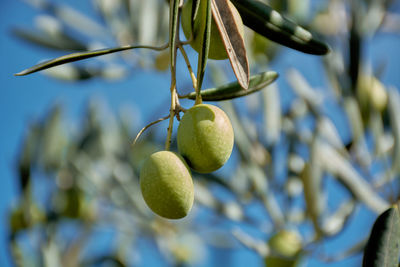 Several unripened green olives