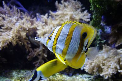 Fish swimming in sea