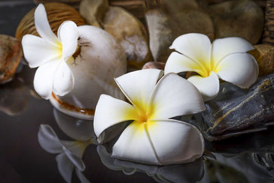 Close-up of frangipani blooming outdoors