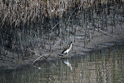 Bird flying over lake