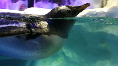 Close-up of duck swimming in aquarium