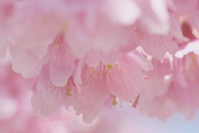 Close-up of pink flowers