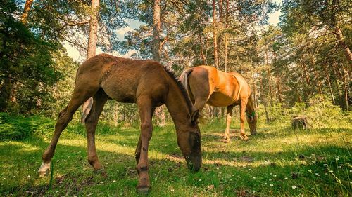 Horses grazing on field