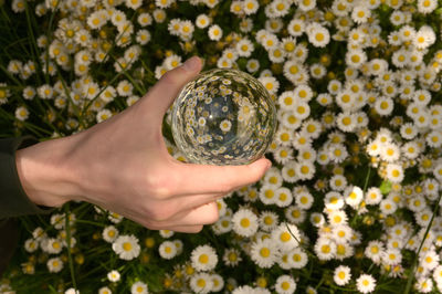Close-up of person hand holding flowering plants