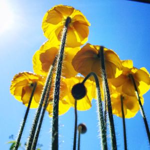 Close-up low angle view of yellow flowers