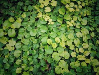 Full frame shot of leaves floating on water