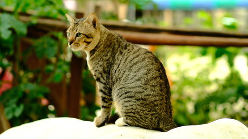 Side view of a cat looking away