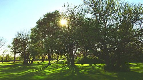 Trees on grassy field