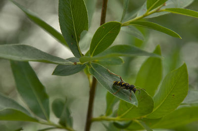 leaf