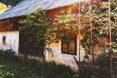 Trees and plants growing outside old house