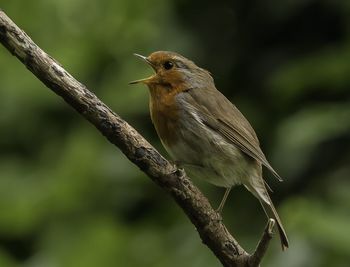 Close-up of bird perching on branch