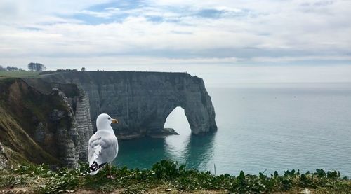 Etretat cliff with a seagull 