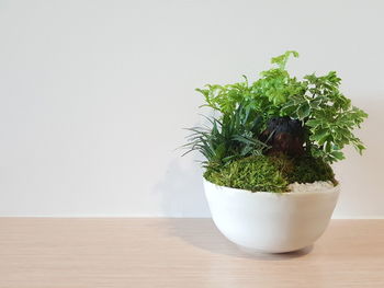 Miniature garden decorated in white ceramic is placed on the wooden table with white background