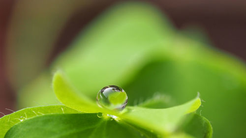 Close-up of water drops on plant leaves