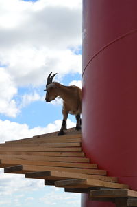 Low angle view of animal standing on steps against sky