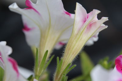 Close-up of pink flower