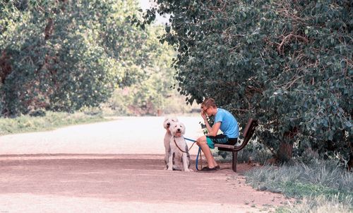 Side view of teenage boy sitting on bench while holding dogs 