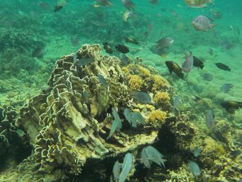 High angle view of coral in sea