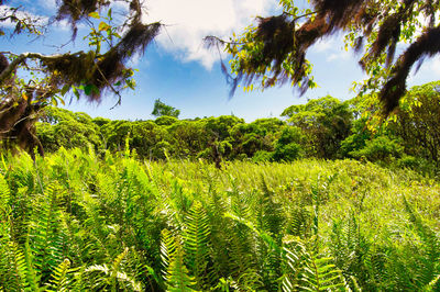 Plants growing on field against sky