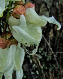 Close-up of plant with water drops