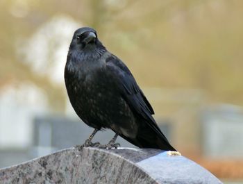 Close-up of bird perching on rock