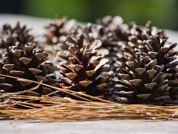 Close-up of pine cone